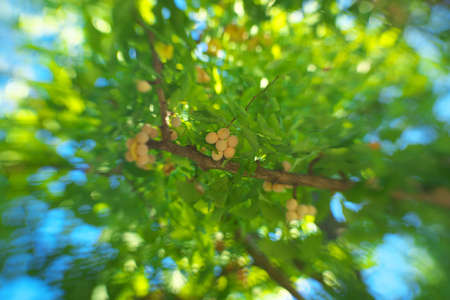 Tokyo,Japan-September 11, 2020: Ripe Gingko Nuts on a treeの写真素材