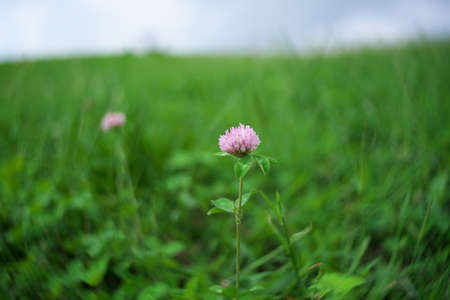 Isolated Trifolium pratense or red clover on grassの写真素材