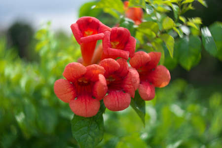 Isolated Chinese Trumpet Creeping Vineの写真素材