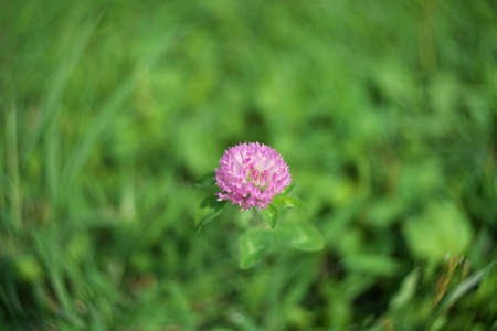 Isolated Trifolium pratense or red clover on grass