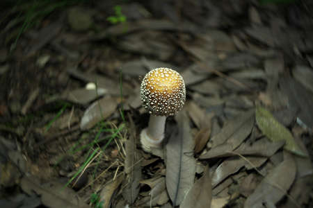 Isolated Amanita pantherina on dead leavesの写真素材