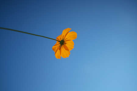 Isolated Cosmos sulphureus with  blue sky background