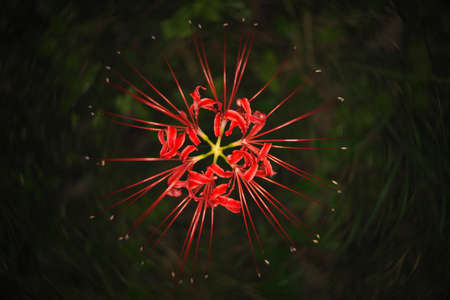 Tokyo,Japan-October 1, 2020: Isolated Red spider lily or Cluster amaryllis or Lycoris radiataの写真素材