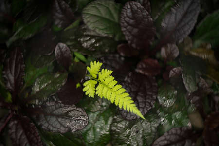Tokyo,Japan-October 1, 2020: Swirly bokeh--Isolated Fern leaf on grassの写真素材