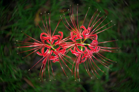 Swirly bokeh--Isolated Red spider lily or Cluster amaryllis or Lycoris radiataの写真素材