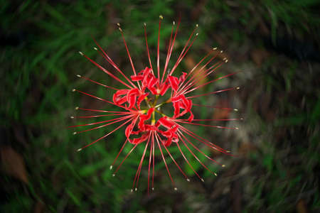 Swirly bokeh--Isolated Red spider lily or Cluster amaryllis or Lycoris radiataの写真素材