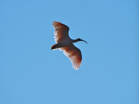Niigata,Japan-October 20,2020: Toki or Japanese crested ibis or Nipponia nippon flying on autumn blue sky in Sado islandの写真素材