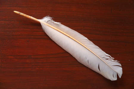 Niigata,Japan-October 20,2020: Feather of Toki or Japanese crested ibis or Nipponia nippon in Sado islandの写真素材