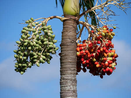 Tree and Fruits of Betel Palm under blue sky in Shimojishima islandの写真素材