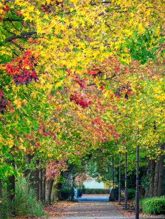 Tokyo,Japan-November 13, 2020: Colorful autumn leaves street of American sweetgum trees in Tokyoの写真素材
