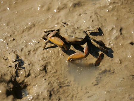 Okinawa,Japan-October 26, 2020: Crabs on mud at Shimajiri mangrove forest in Miyakojima islandの写真素材