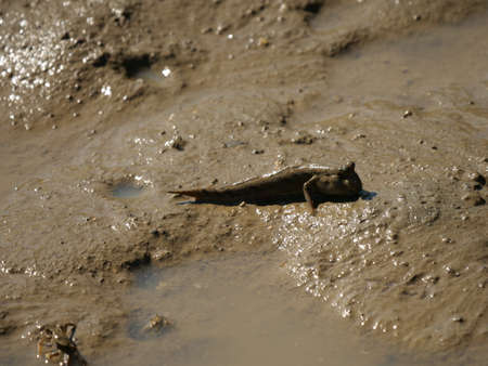 Okinawa,Japan-October 26, 2020: Barred Mudskipper on mud at Shimajiri mangrove forest in Miyakojima islandの写真素材