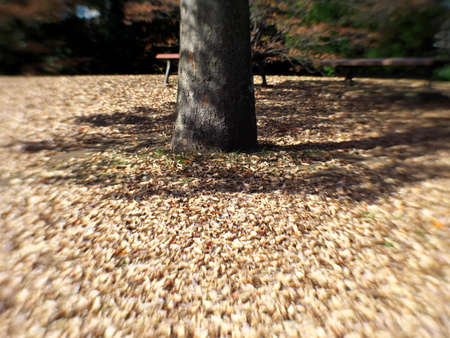 Tokyo,Japan-November 14, 2020: (Deep Bokeh) Stacked Fallen Leaves around a treeの写真素材