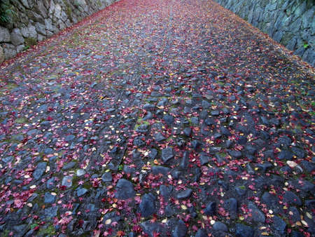 Kyoto,Japan-November 19,2020: Autumn leaves stacked on a slope in the morningの写真素材
