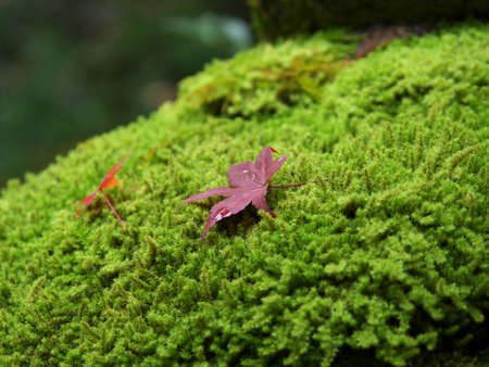 Kyoto,Japan-November 20,2020: Wet autumn leaves on moss in the rainの写真素材