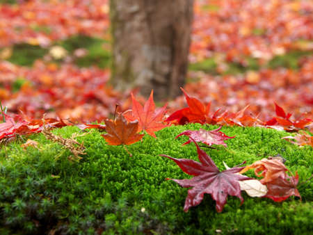 Kyoto,Japan-November 20,2020: Wet autumn leaves stacked near a tree in the rainの写真素材