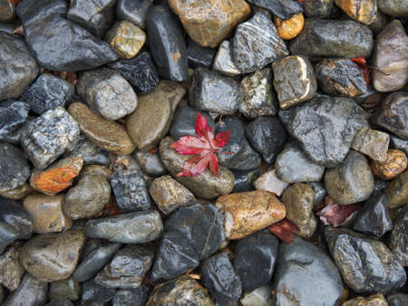 Kyoto,Japan-November 20,2020: Wet autumn leaves on a stone in the rainの写真素材
