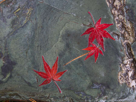 Kyoto,Japan-November 20,2020: Wet autumn leaves on a stone in the rainの写真素材
