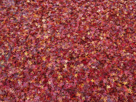 Kyoto,Japan-November 20,2020: Stacked Wet autumn leaves in the rainの写真素材