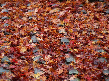 Kyoto,Japan-November 20,2020: Wet autumn leaves stacked on a roof in the rainの写真素材