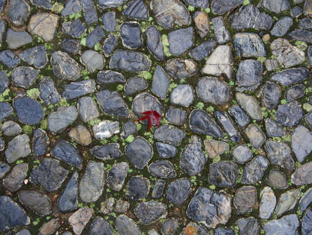 Kyoto,Japan-November 20,2020: Wet autumn leaves on a stone in the rainの写真素材