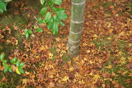 Kyoto,Japan-November 22,2020: Autumn leaves stacked around bamboo treeの写真素材