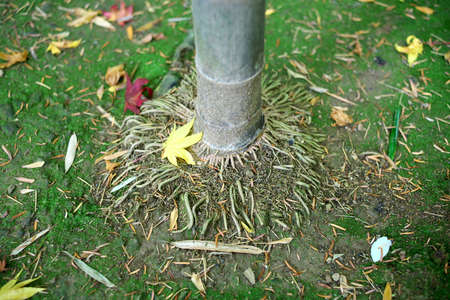Kyoto,Japan-November 22,2020: Autumn leaves stacked around bamboo treeの写真素材