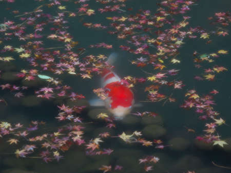 Kyoto,Japan-November 23,2020: A carp in a pondの写真素材