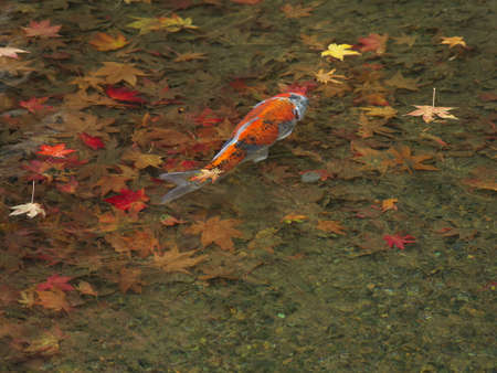 Kyoto,Japan-November 23,2020: A carp in a pondの写真素材