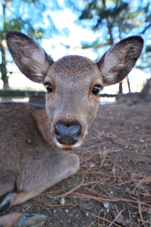 Nara,Japan-November 17,2020: Closeup of a deer resting on stacked autumn leaves at Nara Park, Naraの写真素材