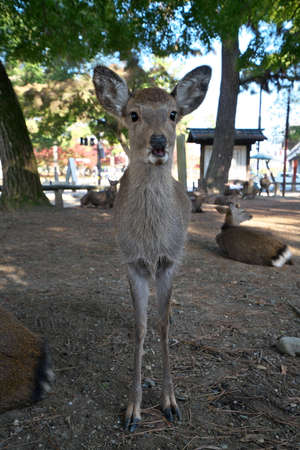 Nara,Japan-November 17,2020: Closeup of a deer resting on stacked autumn leaves at Nara Park, Naraの写真素材