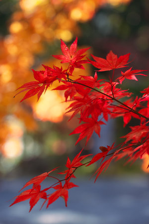 Kyoto,Japan-November 15, 2020: Closeup of red autumn leavesの写真素材
