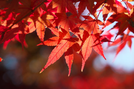 Kyoto,Japan-November 15, 2020: Closeup of red autumn leavesの写真素材