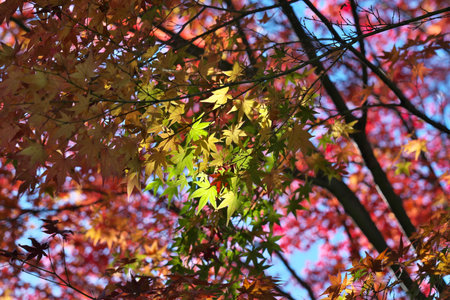 Kyoto,Japan-November 24, 2020: Green autumn leaves illuminated by sunlight through leavesの写真素材