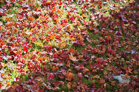 Kyoto,Japan-November 18, 2020: Half-shaded fallen autumn leaves on mossの写真素材
