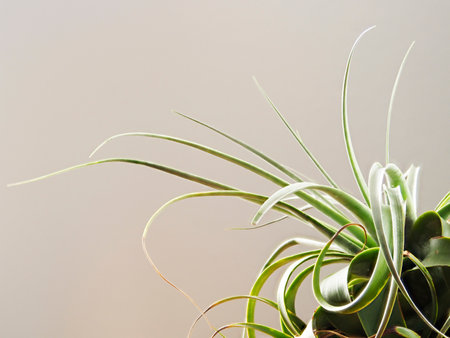 Closeup of Tillandsia xerographica, a species of bromeliad that is native to Latin America.の写真素材