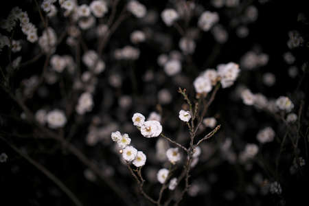 Japanese white ume plum blossoms at dawnの写真素材