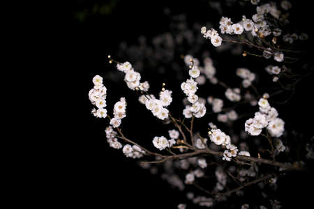 Japanese white ume plum blossoms at dawnの写真素材