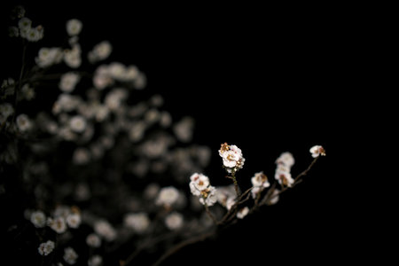 Japanese white ume plum blossoms at dawnの写真素材