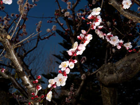 Tokyo,Japan-February 25, 2021: Japanese white ume plum blossoms on blue backgroundの写真素材