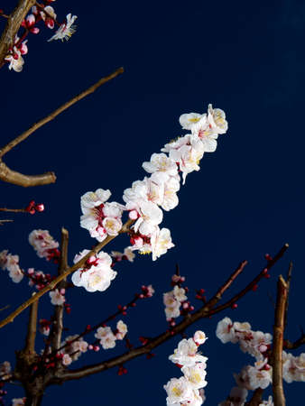 Tokyo,Japan-February 25, 2021: Japanese white ume plum blossoms on blue backgroundの写真素材