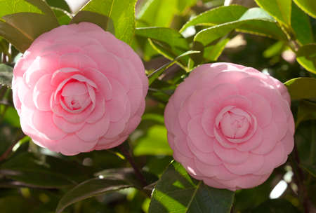Tokyo,Japan-March 3, 2021: Closeup of pink Camellia sasanquaの写真素材