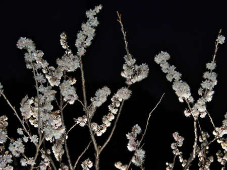 Japanese white ume plum blossoms in the nightの写真素材