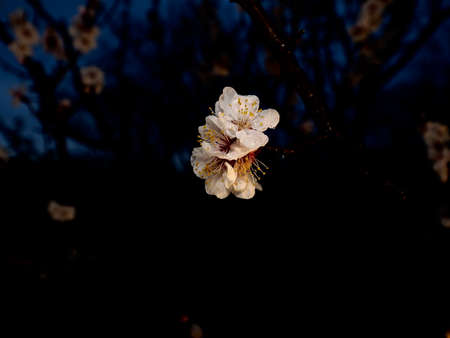 Tokyo,Japan-March 6, 2021: Japanese white ume plum blossoms after the rain at dawnの写真素材