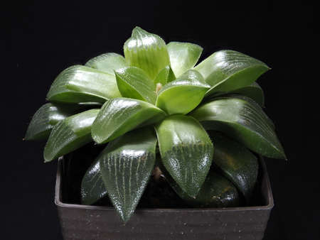 Tokyo,Japan-March 8, 2021: Closeup of big succulent: Haworthia on black backgroundの写真素材