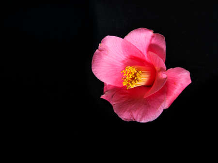 Closeup of red camellia on black backgroundの写真素材