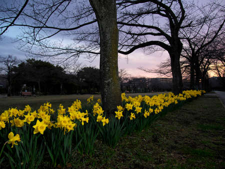 Tokyo,Japan-March 16,2021: Group of Yellow Narcissus flower in full bloom at dawnの写真素材