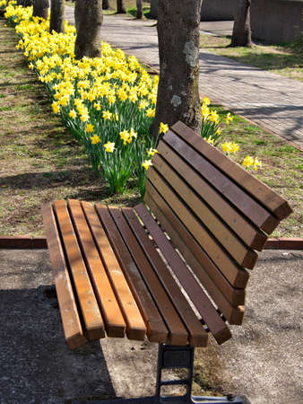 Tokyo,Japan-March 18,2021: Yellow Narcissus flower in full bloom in a parkの写真素材