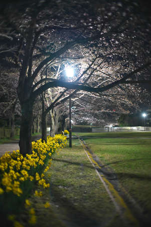 Tokyo,Japan-March 23, 2021: Sakura Cherry blossoms and Yellow Narcissus flower in full bloom in a parkの写真素材