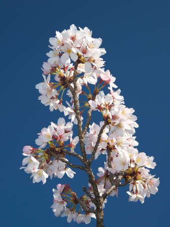 Tokyo,Japan-March 24, 2021: Sakura Cherry blossoms in full bloom on blue sky backgroundの写真素材